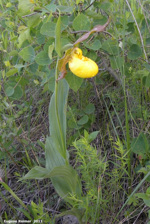 IMG 2011-Jun18 at Ridge-Rd northwest of Five-Corners:  Large-variety yellow ladyslipper (Cypripedium parviflorum var pubescens) plant