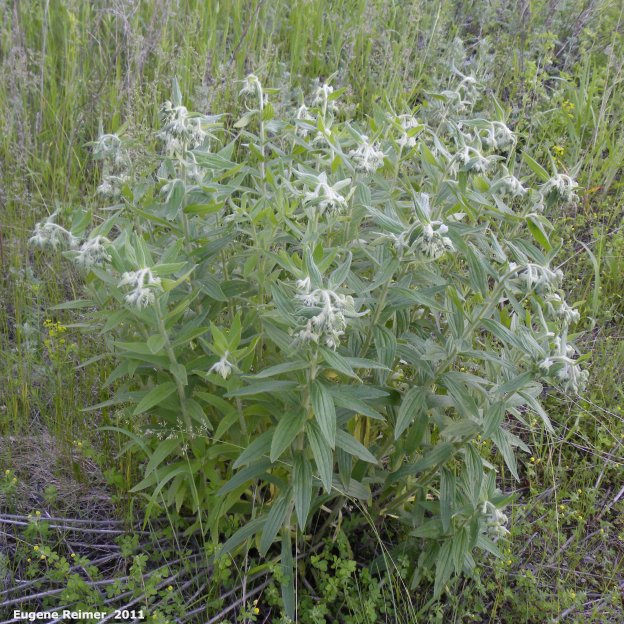 IMG 2011-Jun18 at Deerwood WMA west of Five-Corners:&nbsp; Marbleseed (Onosmodium molle) clump of