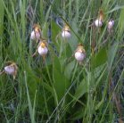 Small white ladyslipper (Cypripedium candidum): clump frost-damaged