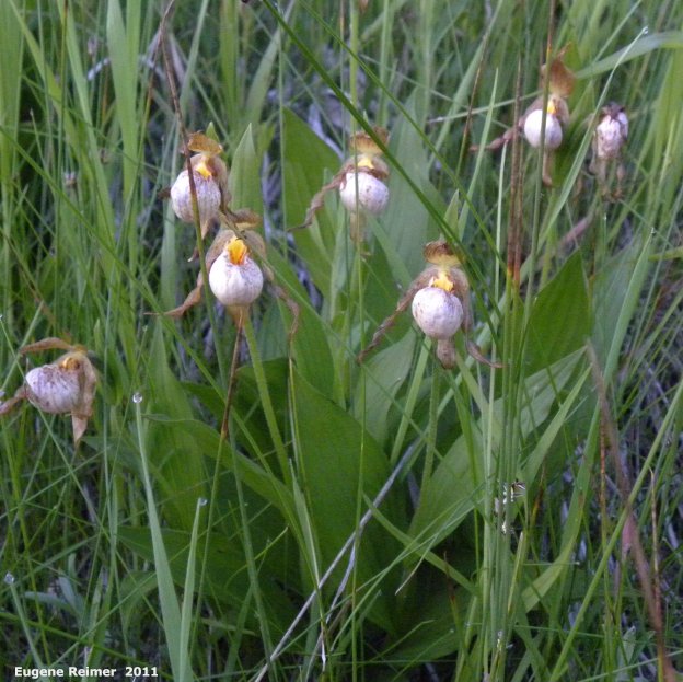 IMG 2011-Jun18 at Carman MB:&nbsp; Small white ladyslipper (Cypripedium candidum) clump frost-damaged
