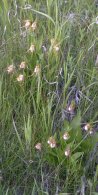 Small white ladyslipper (Cypripedium candidum): two clumps