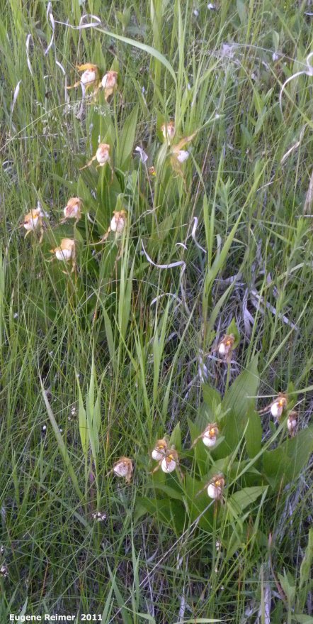 IMG 2011-Jun18 at Carman MB:&nbsp; Small white ladyslipper (Cypripedium candidum) two clumps