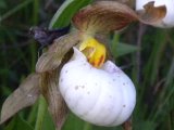 Small white ladyslipper (Cypripedium candidum): or Hybrid small white X yellow ladyslipper (Cypripedium X andrewsii) flower