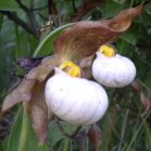 Small white ladyslipper (Cypripedium candidum): or Hybrid small white X yellow ladyslipper (Cypripedium X andrewsii) flowers