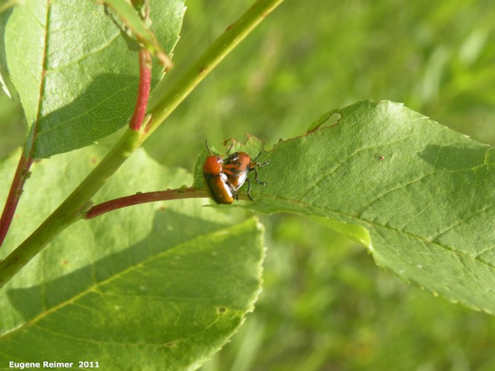 IMG 2011-Jun25 at Deerwood WMA west of Five-Corners:&nbsp; Spreading dogbane (Apocynum androscemifolium) being eaten by unidentified Beetle (Coleoptera sp)