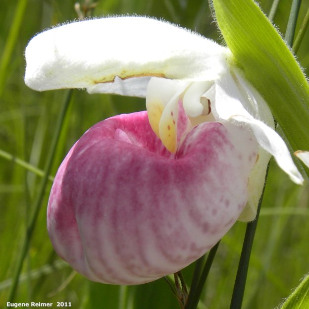IMG 2011-Jun28 at pth15:&nbsp; Showy ladyslipper (Cypripedium reginae) flower