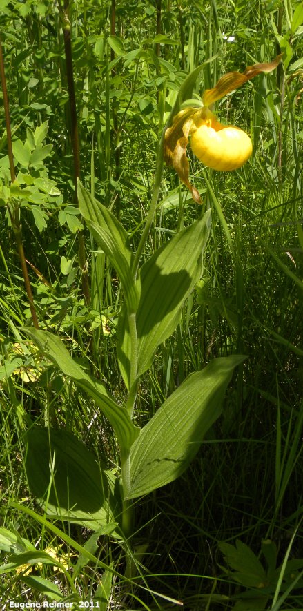 IMG 2011-Jun28 at pth15:&nbsp; Large-variety yellow ladyslipper (Cypripedium parviflorum var pubescens) plant