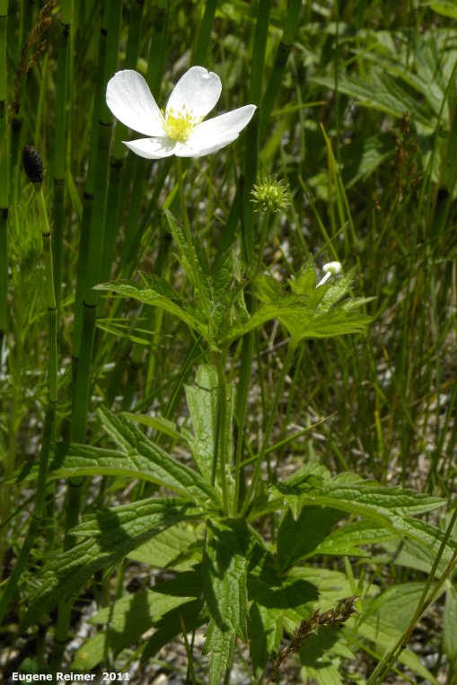IMG 2011-Jun28 at pth15:  Canada anemone (Anemone canadensis) plant