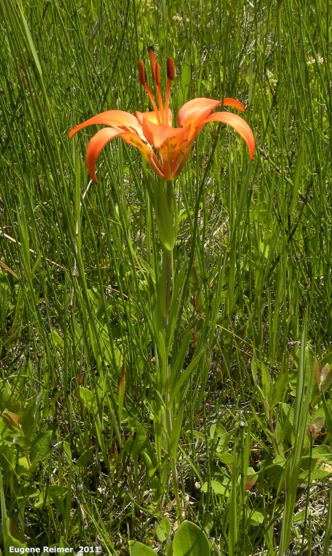 IMG 2011-Jun28 at the fen on pth15:&nbsp; Wood lily (Lilium philadelphicum) plant
