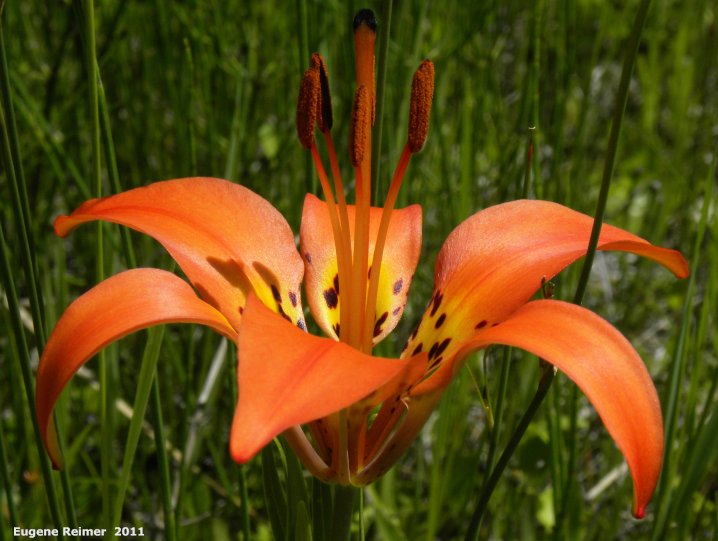 IMG 2011-Jun28 at the fen on pth15:&nbsp; Wood lily (Lilium philadelphicum) flower
