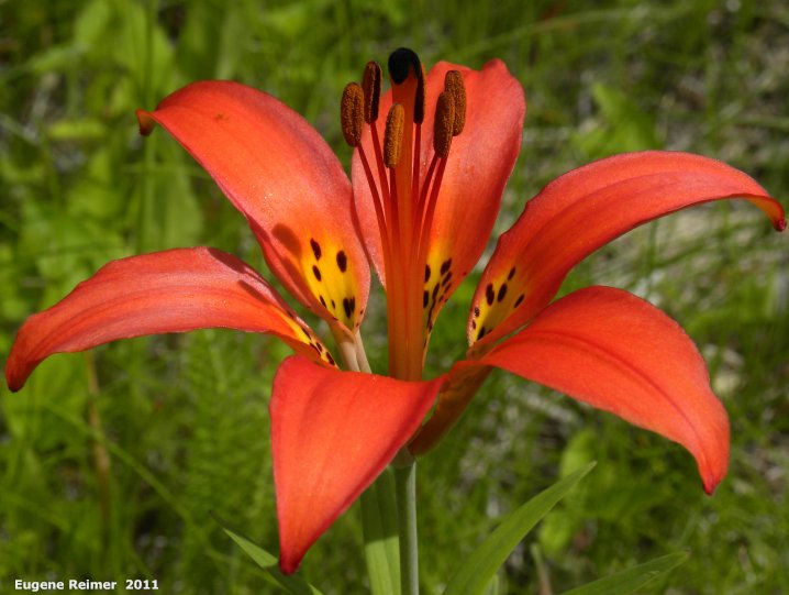 IMG 2011-Jun28 at Jackpine-forest on pth15:  Wood lily (Lilium philadelphicum) flower