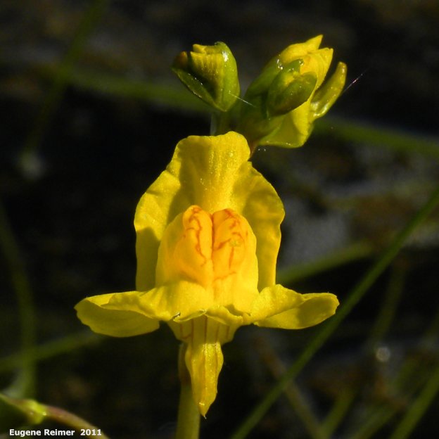 IMG 2011-Jun28 at The-Cusson municipal gravel-pit near Wye MB:&nbsp; Bladderwort (Utricularia sp) flower+buds