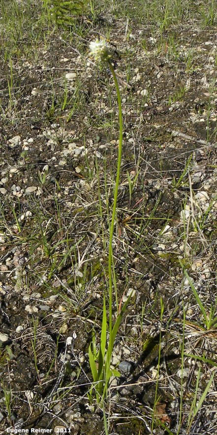 IMG 2011-Jun28 at The-Cusson municipal gravel-pit near Wye MB:  Sticky asphodel (Tofieldia glutinosa) plant