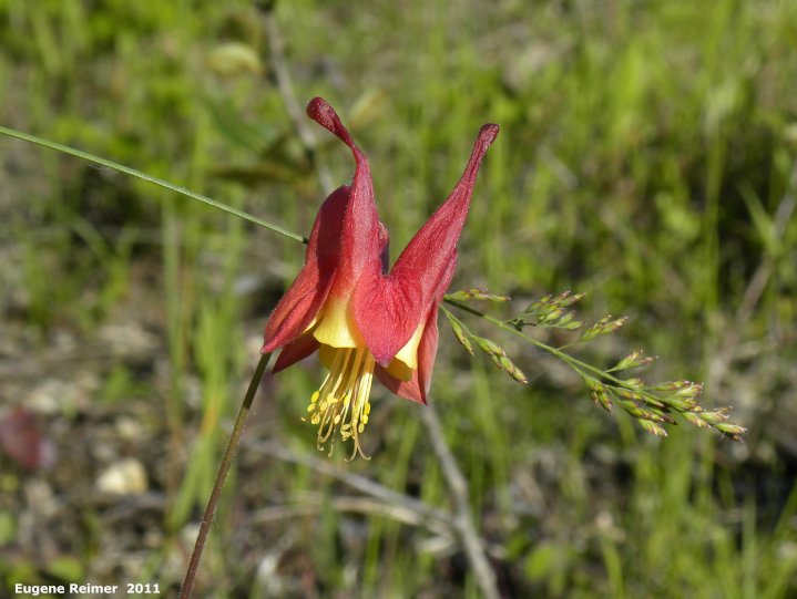 IMG 2011-Jun28 at The-Cusson municipal gravel-pit near Wye MB:&nbsp; Red columbine (Aquilegia canadensis) + Grass (Poaceae sp) intertwined front-view
