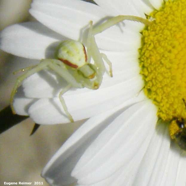IMG 2011-Jun28 at The-Cusson municipal gravel-pit near Wye MB:&nbsp; Goldenrod-crab-spider (Misumena vatia) on Ox-eye daisy (Leucanthemum vulgare)