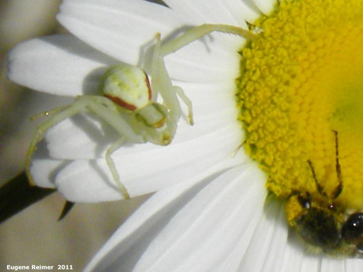 IMG 20110628/18077
