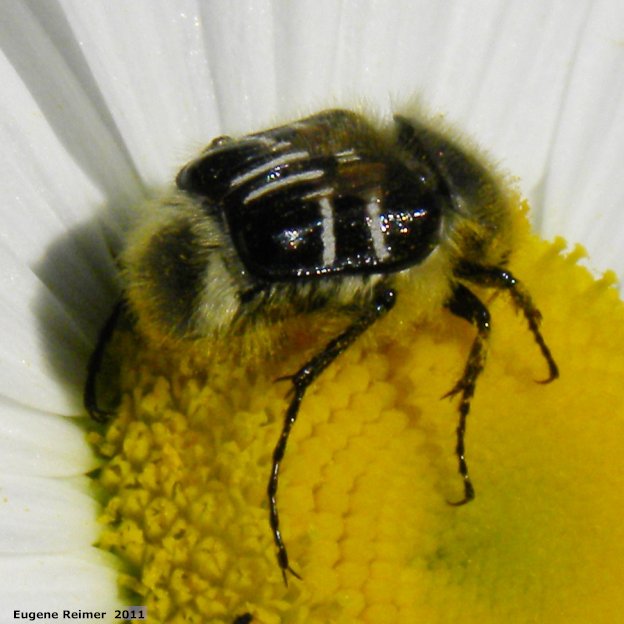 IMG 2011-Jun28 at The-Cusson municipal gravel-pit near Wye MB:&nbsp; Bee-mimic flower-beetle (Trichiotinus assimilis) on Ox-eye daisy (Leucanthemum vulgare)