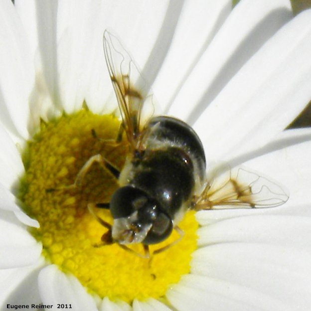 IMG 2011-Jun28 at The-Cusson municipal gravel-pit near Wye MB:&nbsp; Syrphid-fly (Syrphidae sp) on Ox-eye daisy (Leucanthemum vulgare)
