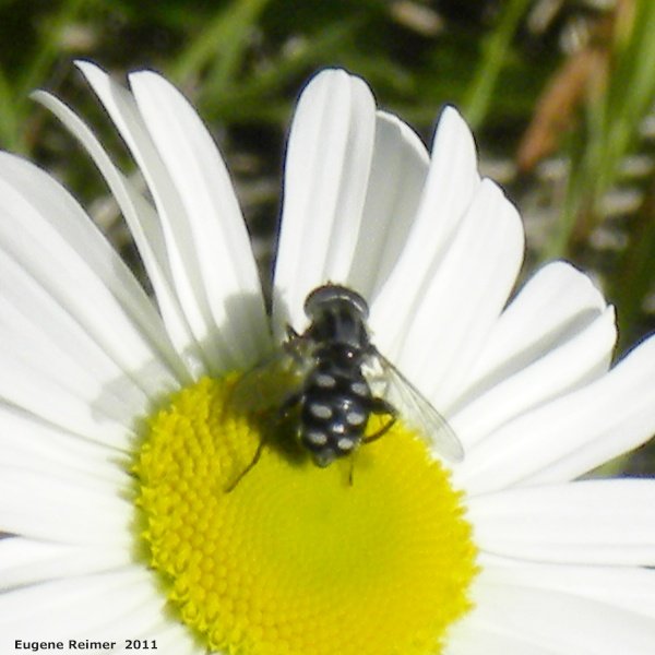 IMG 2011-Jun28 at The-Cusson municipal gravel-pit near Wye MB:&nbsp; Syrphid-fly (Syrphidae sp) on Ox-eye daisy (Leucanthemum vulgare)