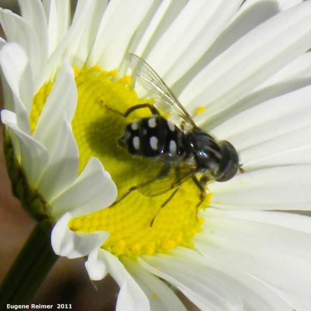 IMG 2011-Jun28 at The-Cusson municipal gravel-pit near Wye MB:&nbsp; Syrphid-fly (Syrphidae sp) on Ox-eye daisy (Leucanthemum vulgare)