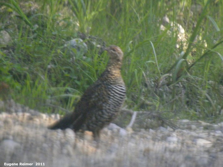 IMG 2011-Jun28 at East-Braintree-Rd:&nbsp; Spruce grouse (Falcipennis canadensis) female