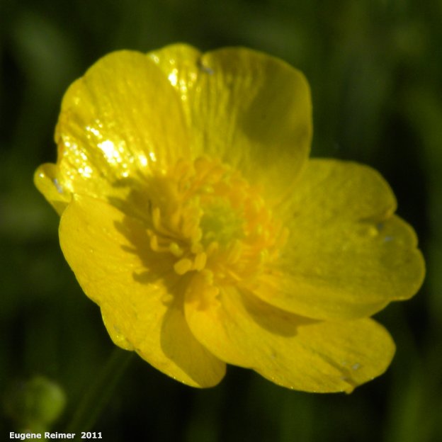 IMG 2011-Jun28 at East-Braintree-Rd:&nbsp; Tall buttercup (Ranunculus acris) flower