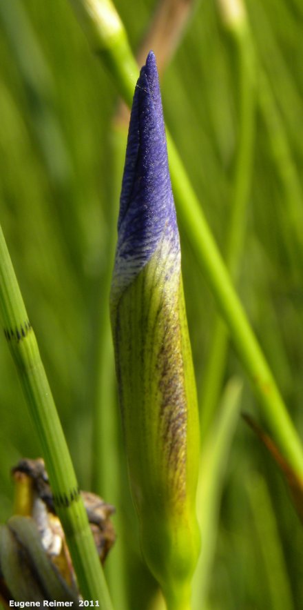 IMG 2011-Jun28 at East-Braintree-Rd:  Blue-flag iris (Iris versicolor) bud