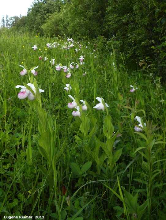 IMG 2011-Jun28 at pr308:&nbsp; Showy ladyslipper (Cypripedium reginae) many