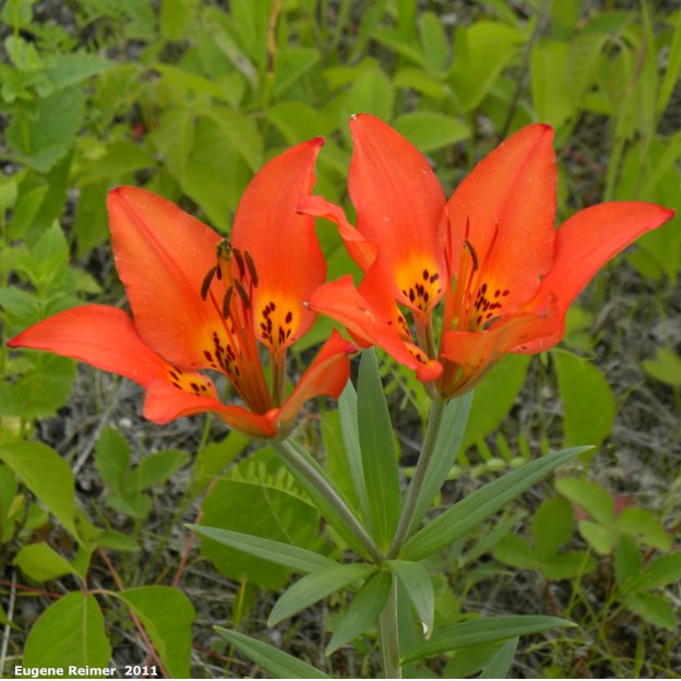 IMG 2011-Jun28 at pr308:&nbsp; Wood lily (Lilium philadelphicum) plant with 2 flowers