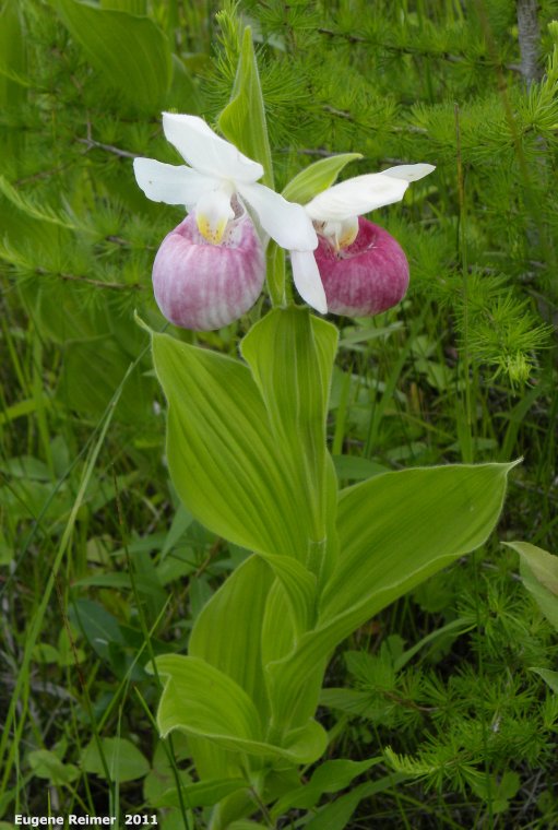 IMG 2011-Jun28 at pr308:&nbsp; Showy ladyslipper (Cypripedium reginae) plant