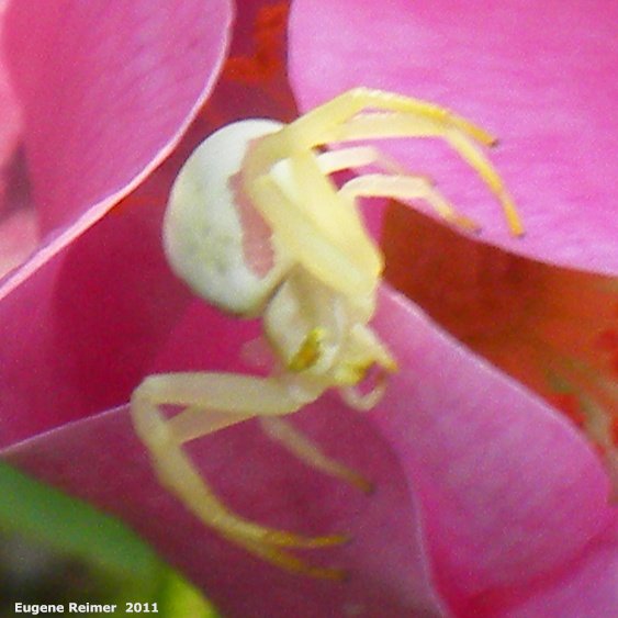 IMG 2011-Jun28 at pr308:  Goldenrod-crab-spider (Misumena vatia) on Prickly rose (Rosa acicularis)