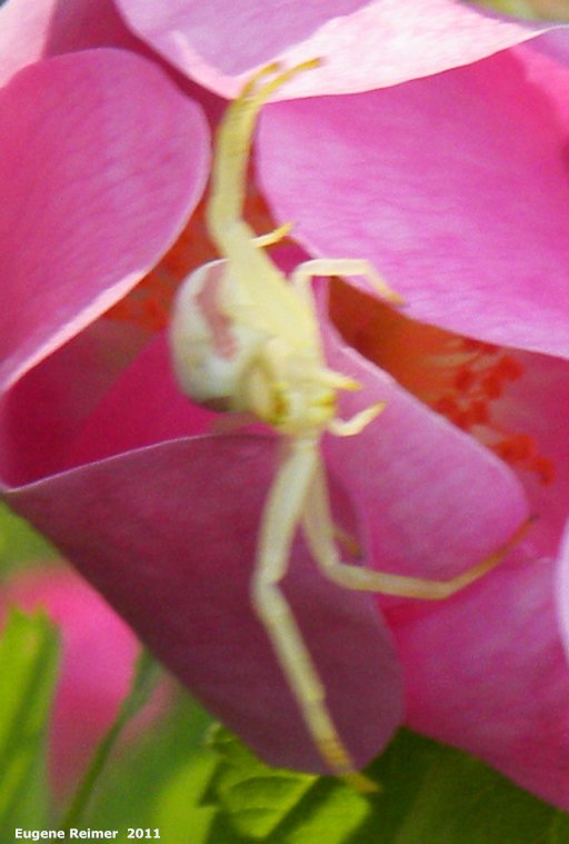 IMG 2011-Jun28 at pr308:&nbsp; Goldenrod-crab-spider (Misumena vatia) on Prickly rose (Rosa acicularis)