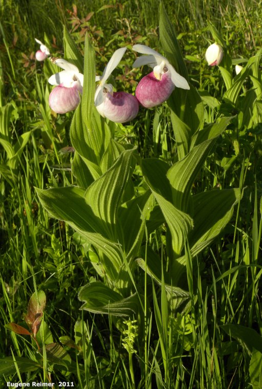 IMG 2011-Jun28 at pr308:&nbsp; Showy ladyslipper (Cypripedium reginae) several including red-form plants with Blunt-leaf rein-orchid (Platanthera obtusata)