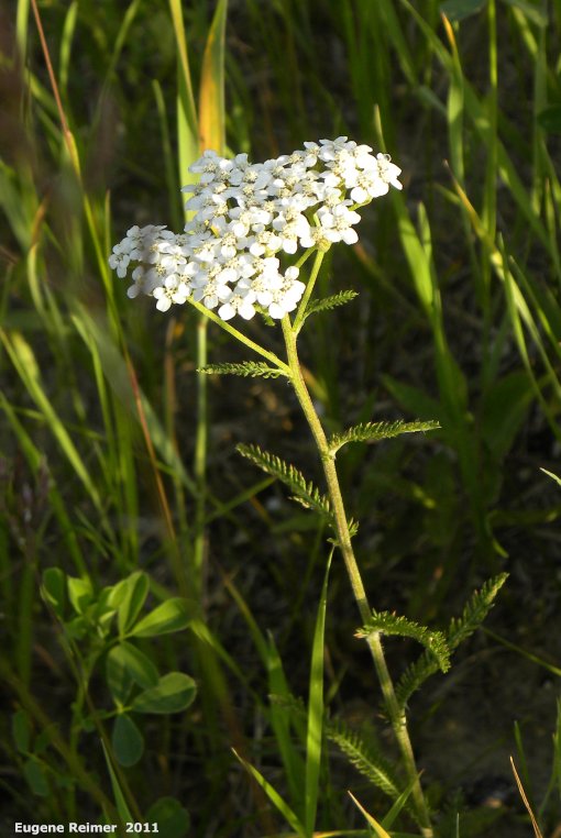 IMG 2011-Jun28 at pr308:  Common yarrow (Achillea millefolium)