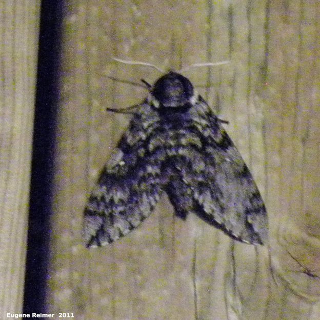 IMG 2011-Jun28 at Wye MB:  Waved sphinx-moth (Ceratomia undulosa) on deck