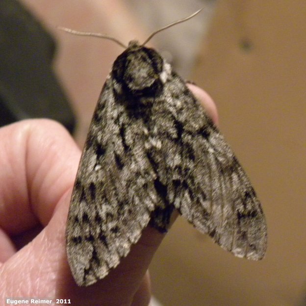 IMG 2011-Jun28 at Wye MB:  Waved sphinx-moth (Ceratomia undulosa) on hand