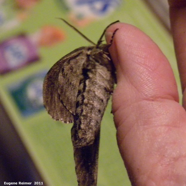 IMG 2011-Jun28 at Wye MB:  Waved sphinx-moth (Ceratomia undulosa) on hand underside