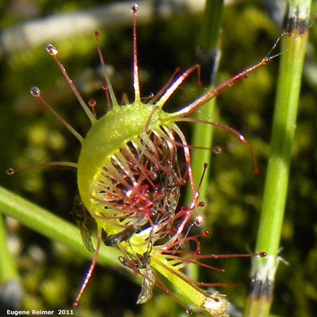 IMG 2011-Jul02 at the fen on pth15:  Slender-leaved sundew (Drosera linearis) leaf with insects