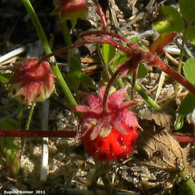 IMG 2011-Jul02 at the fen on pth15:  Wild strawberry (Fragaria virginiana) fruit