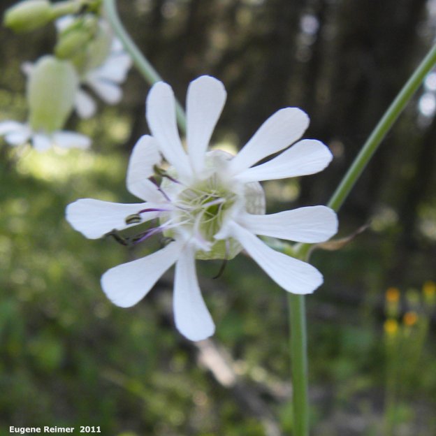 IMG 2011-Jul02 at LewisRd:&nbsp; Bladder campion (Silene vulgaris) flower