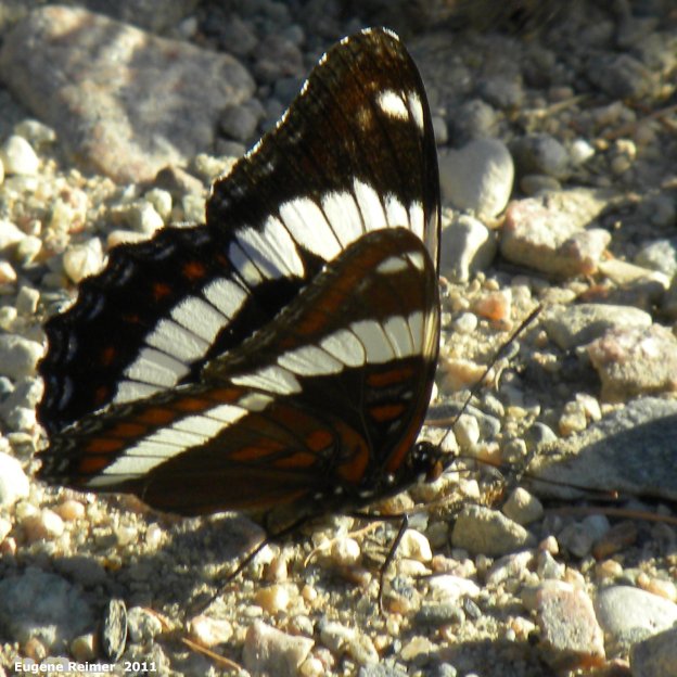 IMG 2011-Jul02 at Old-pth15:  White admiral butterfly (Limenitis arthemis)
