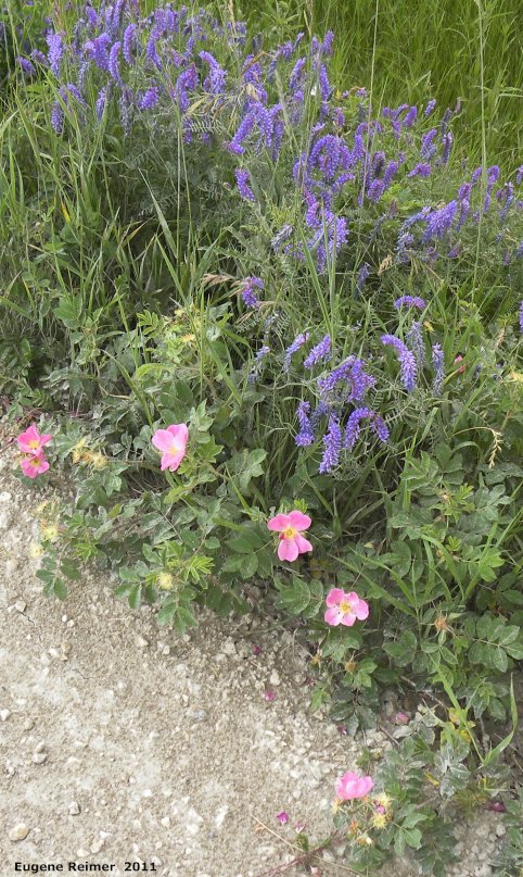 IMG 2011-Jul06 at Winnipeg:  Cow vetch (Vicia cracca) + Prickly rose (Rosa acicularis)