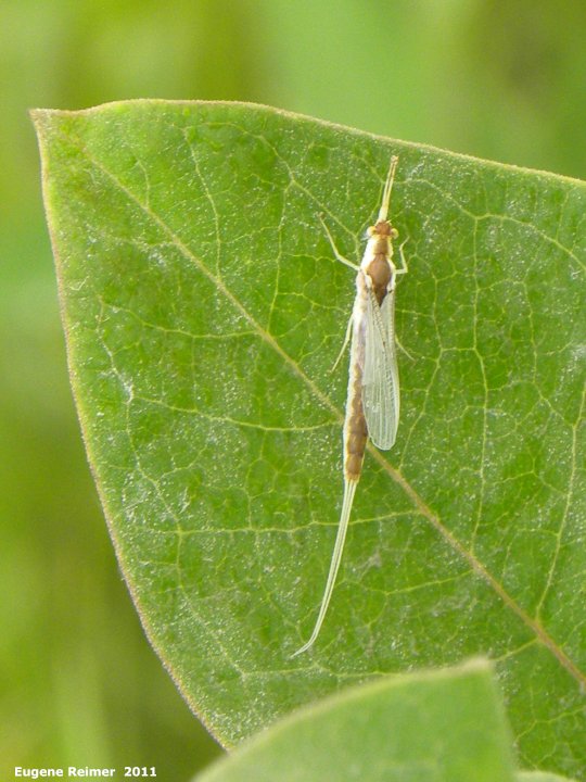 IMG 2011-Jul06 at Winnipeg:&nbsp; Pentagenia burrowing-mayfly (Pentagenia vittigera) subimago on Milkweed (Asclepias sp)