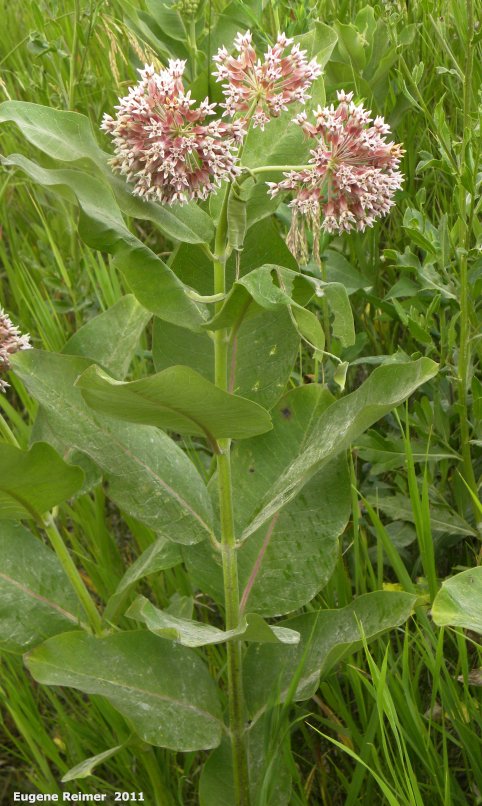 IMG 2011-Jul06 at Winnipeg:  Common milkweed (Asclepias syriaca) plant