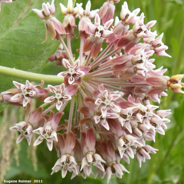 IMG 2011-Jul06 at Winnipeg:&nbsp; Common milkweed (Asclepias syriaca) flowers closer