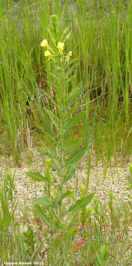 IMG 2011-Jul06 at Winnipeg:&nbsp; Common evening-primrose (Oenothera biennis) plant