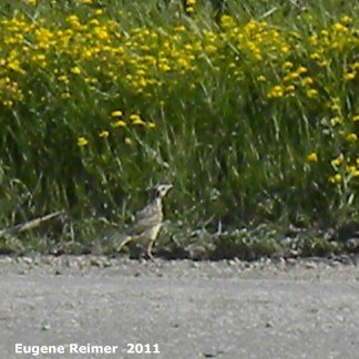 IMG 2011-Jul09 at Winnipeg:  Western meadowlark (Sturnella neglecta) immature