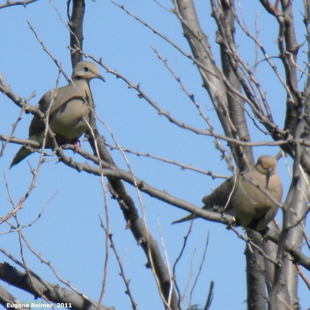 IMG 2011-Jul09 at Winnipeg:&nbsp; Mourning dove (Zenaida macroura) pair of