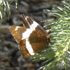 White admiral butterfly (Limenitis arthemis):