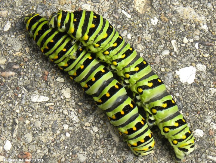 IMG 2011-Jul11 at Winnipeg:&nbsp; Black swallowtail butterfly=Parselyworm (Papilio polyxenes) caterpillar found on Canada thistle (Cirsium arvense)